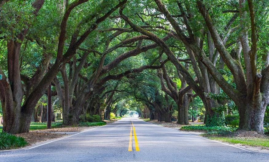 Aiken Region Nature
